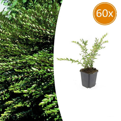 60x Lonicera pileata - ↕10-25cm - Ø9cm