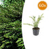 60x Lonicera pileata - ↕10-25cm - Ø9cm Bild 1