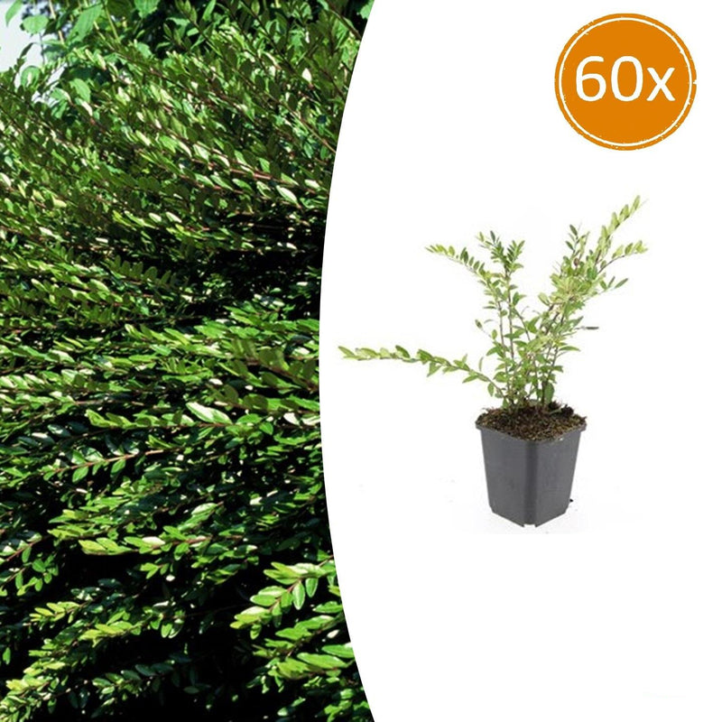 60x Lonicera pileata - ↕10-25cm - Ø9cm