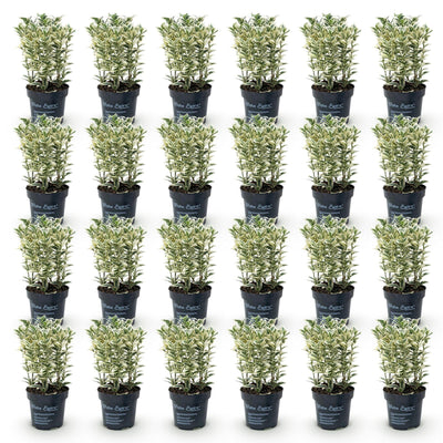 Green boutiQ - 24x Euonymus japonicus White Spire - Kardinalskappen - Heckenpflanzen - Immergrün - Weiß - Grün - Topf 9cm - Höhe 20-30cm