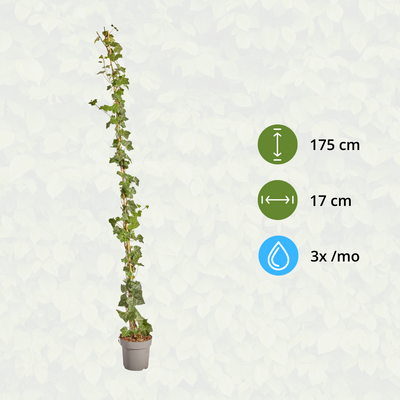 Hedera Hibernica Efeu, gestäbt, 150-175 cm