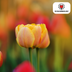 Tulpenbollen Icoon – 20 Stuks | KH Bloembollen® | Oranje Dubbelbloemige Tulp – Vol, Warm & Opvallend – Voor Tuin of Pot – Maat 11/12 – Vers van de Teler Bild 3