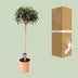 Edle Olive (Olea europaea) - Ø19cm, 80cm hoch Bild 4
