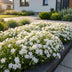 Green boutiQ - Perennial - Phlox Maischnee - Flame Flower - Ground Cover - White - 6 Plants - Pot 11cm - Height 15-25cm Bild 8