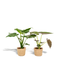 Alocasia Cucullata - Ø19cm - ↕60cm + Alocasia Wentii - Ø19cm - ↕60cm + Korb Selin