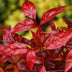 GreenboutiQ - Gartenpflanze - Nandina Blush Pink - Dunkelrosa - 2 Pflanzen - Immergrün - Pflegeleicht - Topf 17cm Höhe 40cm Bild 5