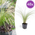 48x Federgras 'Ponytails' (Stipa tenuissima), 10-25cm, Ø9cm Bild 1