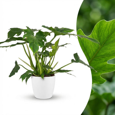 Green boutiQ - Zimmerpflanze - Philodendron - Philodendron Lacerum - Grün - Pflegeleicht - 1 Pflanze - mit weißem Übertopf - Topf 19cm - Höhe 65cm
