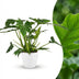 Philodendron Lacerum Zimmerpflanze mit weißem Übertopf, 65cm Bild 1