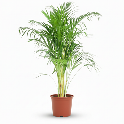 Goldpalme (Dypsis Lutescens Areca) – Pflegeleichte Zimmerpflanze, 90-100cm