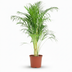 Areca Palm (Dypsis Lutescens Areca) – Easy-Care Houseplant, 90-100cm Bild 1