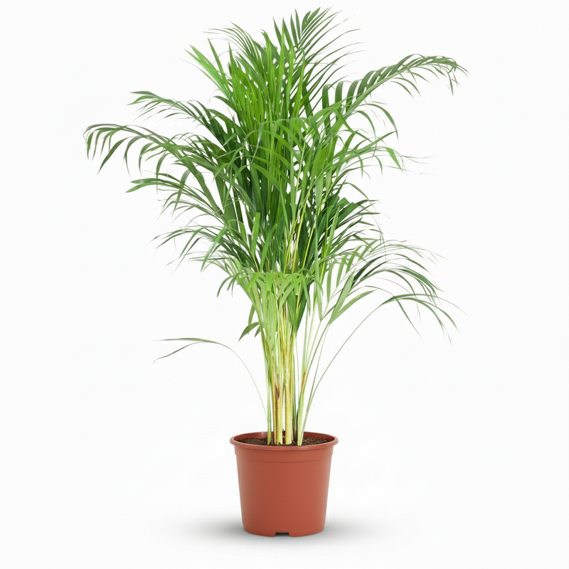 Areca Palm (Dypsis Lutescens Areca) – Easy-Care Houseplant, 90-100cm