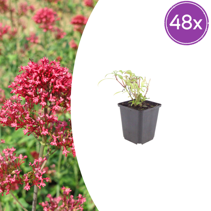 48x Red Valerian (Centranthus ruber 'Coccineus'), 10-25cm
