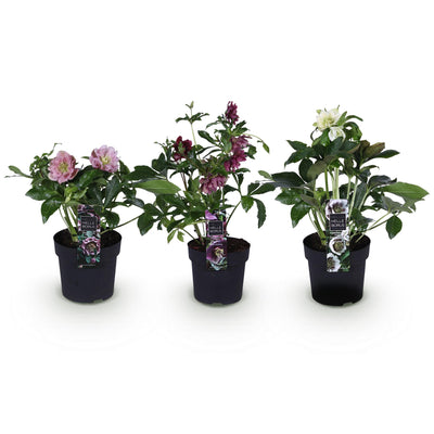 Lentenrose 'Double Tricolour' - Helleborus orientalis - Rosa/Rot/Weiss