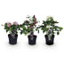 Lentenrose 'Double Tricolour' - Helleborus orientalis - Rosa/Rot/Weiss Bild 2