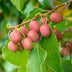 Kiwiberry 'Weiki' (male) – Red/Purple Fruits, 15cm pot Bild 5