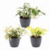 3x Epipremnum Tricolour Trio: Gelb-Grün-Creme | Ø6cm | 20-25cm Bild 2