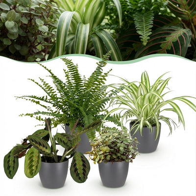 Green boutiQ: 4 Zimmerpflanzen Mix - Chlorophytum, Maranta, Calissia, Nephrolepis