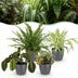 Green boutiQ: 4 Zimmerpflanzen Mix - Chlorophytum, Maranta, Calissia, Nephrolepis Bild 1