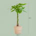 Pachira Aquatica (Geldbaum) im Seegras-Korb - 80cm Bild 2