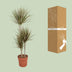 Dracaena Bicolor – Ø21cm Topf, 120cm Höhe – Attraktiver Drachenbaum Bild 4
