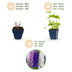 Green boutiQ - Stauden - Delphinium (P) Black Knight - Rittersporn - Bienen- und Schmetterlingsmagnete - Lila - 1 Pflanze - Topf 11cm - Höhe 15-25cm Bild 4