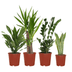 Easy Plant Box: 4 Low-Maintenance Indoor Plants for Your Home Bild 1