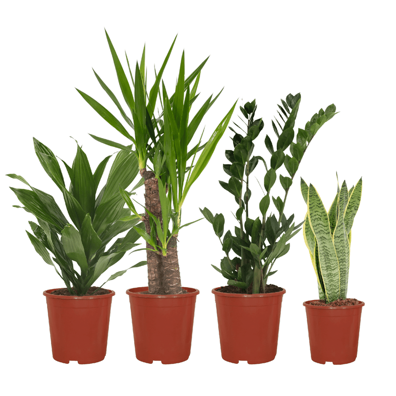 Easy Plant Box: 4 Low-Maintenance Indoor Plants for Your Home