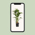 Howea Forsteriana (Kentia-Palme), Ø24cm, 120cm - Elegante Zimmerpflanze Bild 5