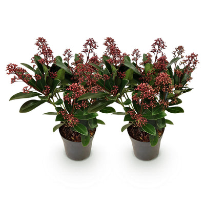 GreenboutiQ - Terrassenpflanze - Skimmia japonica Rubella - Blüte Rot - 10+ Blumen - 2 Pflanzen - Winterhart - Topf 10,5cm Höhe 25cm