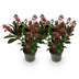GreenboutiQ - Terrassenpflanze - Skimmia japonica Rubella - Blüte Rot - 10+ Blumen - 2 Pflanzen - Winterhart - Topf 10,5cm Höhe 25cm Bild 2