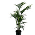 Kentia Palme (Howea Forsteriana) - 110cm, Ø21cm Topf - EcoLine Bild 1