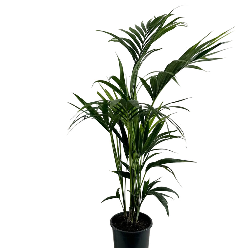 Kentia Palme (Howea Forsteriana) - 110cm, Ø21cm Topf - EcoLine