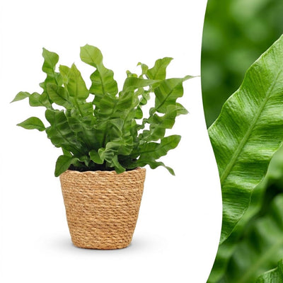 Green boutiQ - Asplenium Crispy Wave - Krauser Wellenfarn - 1 Plant - met Mand - Pot 12cm - Hoogte - 30cm