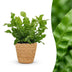 Green boutiQ - Asplenium Crispy Wave - Krauser Wellenfarn - 1 Plant - met Mand - Pot 12cm - Hoogte - 30cm Bild 1