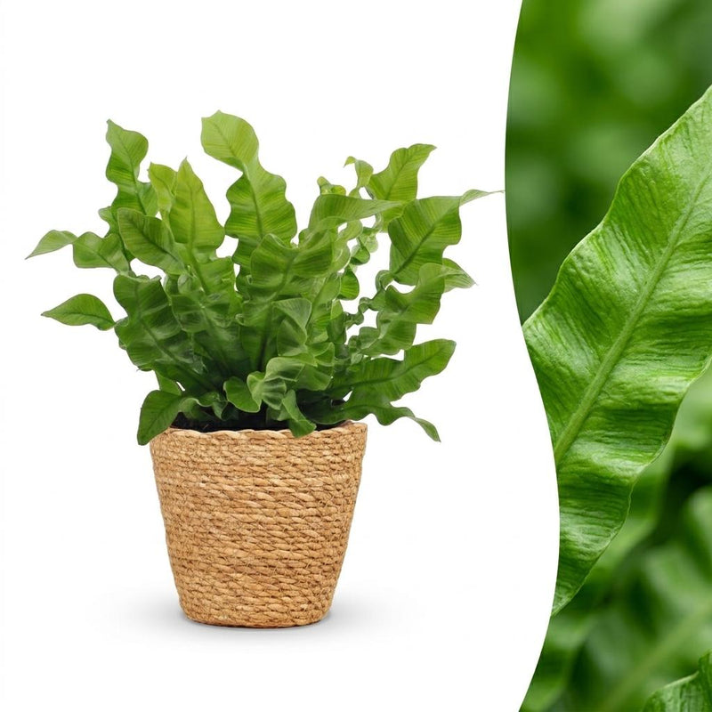 Green boutiQ - Asplenium Crispy Wave - Krauser Wellenfarn - 1 Plant - met Mand - Pot 12cm - Hoogte - 30cm