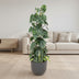 Philodendron Scandens Brasil - Hängende Pflanze, Ø24cm, 120cm hoch Bild 3