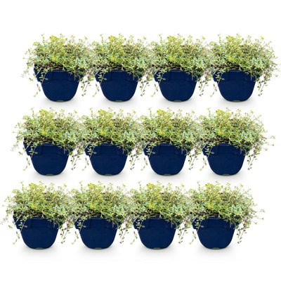 Green boutiQ - Perennials - Thymus praecox Minor - Creeping Thyme - Fragrant - Pink - 12 Plants - Pot 11cm - Height 15-25cm