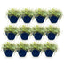 Green boutiQ - Perennials - Thymus praecox Minor - Creeping Thyme - Fragrant - Pink - 12 Plants - Pot 11cm - Height 15-25cm Bild 2