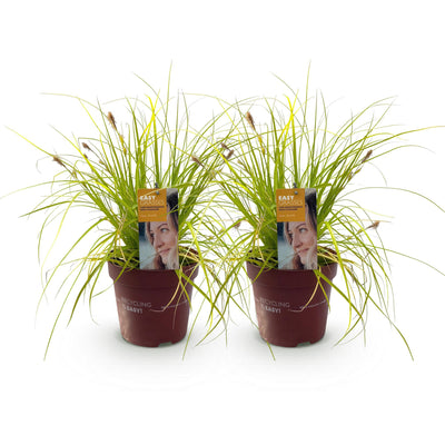 GreenboutiQ Ziergras Carex Everillo - Gelb, 2er Set, 50cm, Topf 17cm