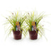 GreenboutiQ Ziergras Carex Everillo - Gelb, 2er Set, 50cm, Topf 17cm Bild 2