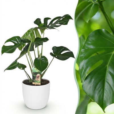Monstera Deliciosa - Pflegeleichte Fensterblatt Pflanze mit weißem Topf