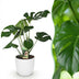 Monstera Deliciosa - Pflegeleichte Fensterblatt Pflanze mit weißem Topf Bild 1