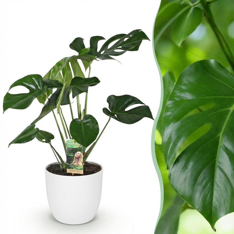 Monstera Deliciosa - Pflegeleichte Fensterblatt Pflanze mit weißem Topf