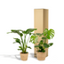Tropenpflanzen Set: Strelitzia Nicolai & Monstera mit Korb Bild 6