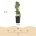 GreenboutiQ Efeu 'Glacier' - Immergrüne Kletterpflanze, 2er Set Bild 3