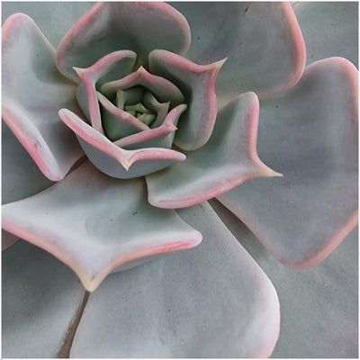 ROOTLESS Echeveria Lilacina mit schwarzem Wandring Ø20 cm