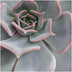 ROOTLESS Echeveria Lilacina mit schwarzem Wandring Ø20 cm Bild 6