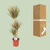 Dracaena Bicolor: Exotic Houseplant, 115cm tall Bild 4