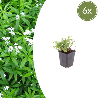 6x Waldmeister (Galium odoratum) - 10-25cm Topf Ø9cm
